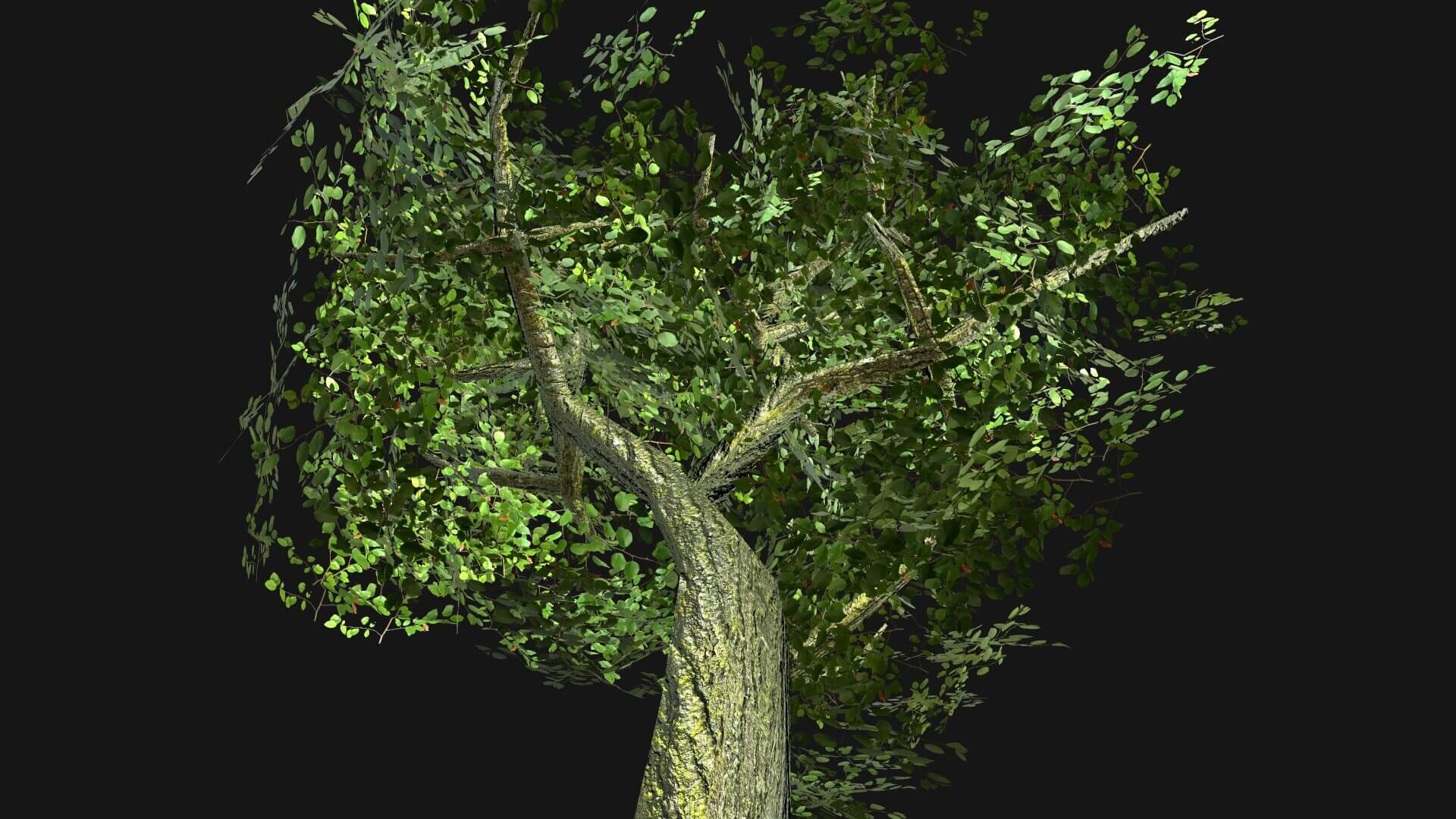 Oak Tree 03