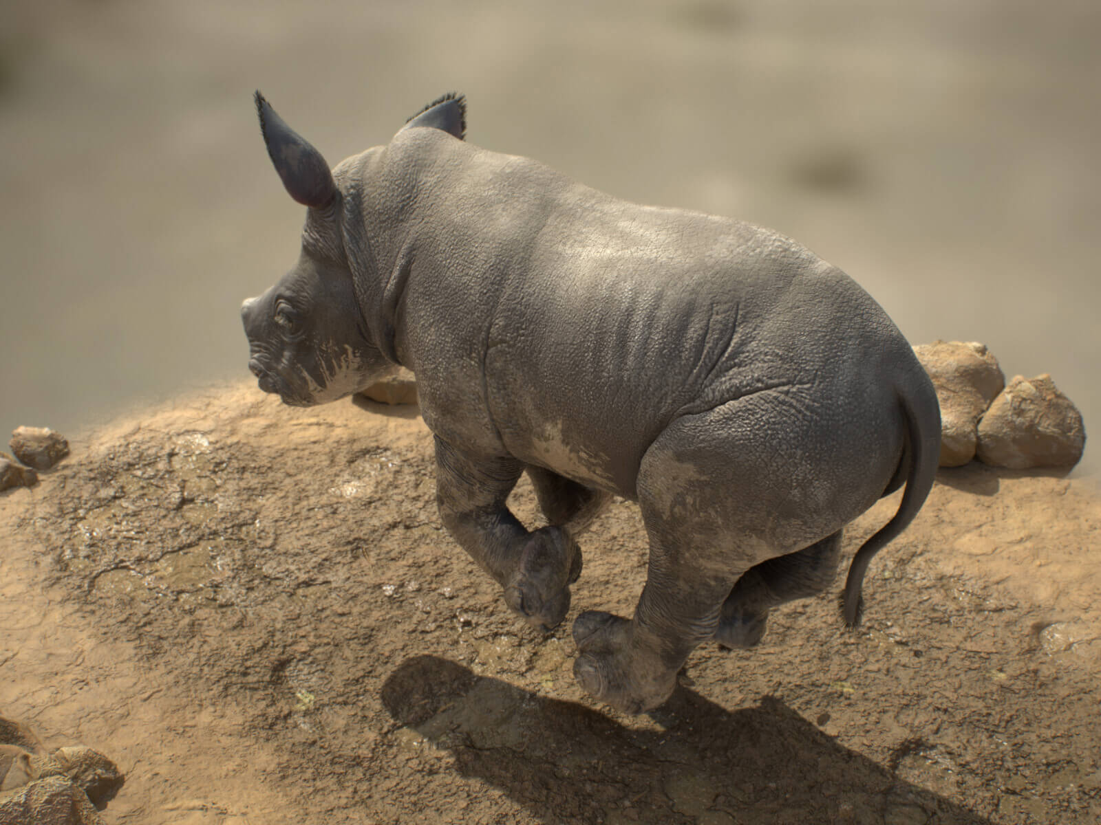 Rhino 03
